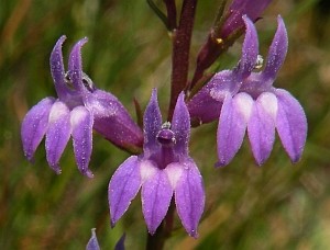Heath Lobelia - Lobelia urens © Teresa Farino